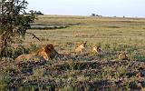 TANZANIA - Serengeti National Park - Leoni Lions - 43